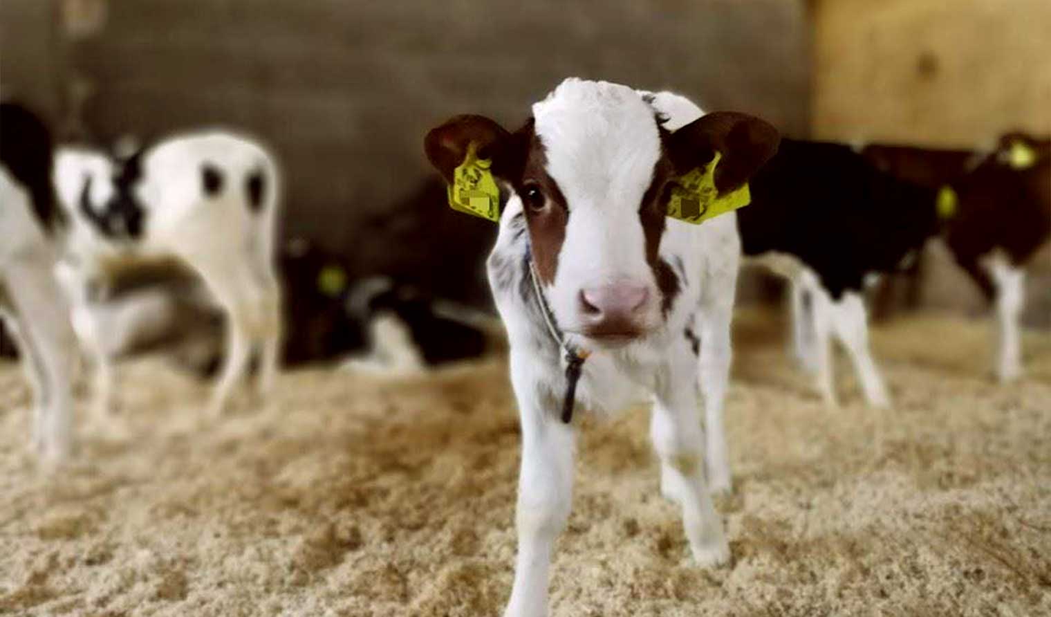 Etelapohjanmaa_nautakerho