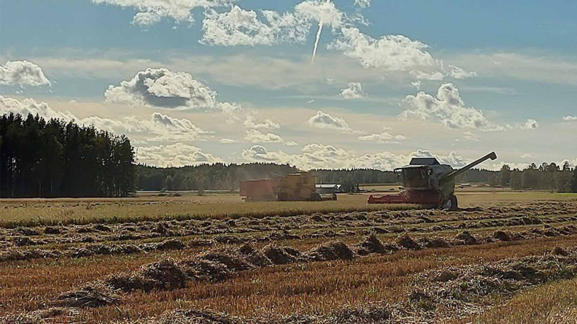Pellolla tehdään rehua